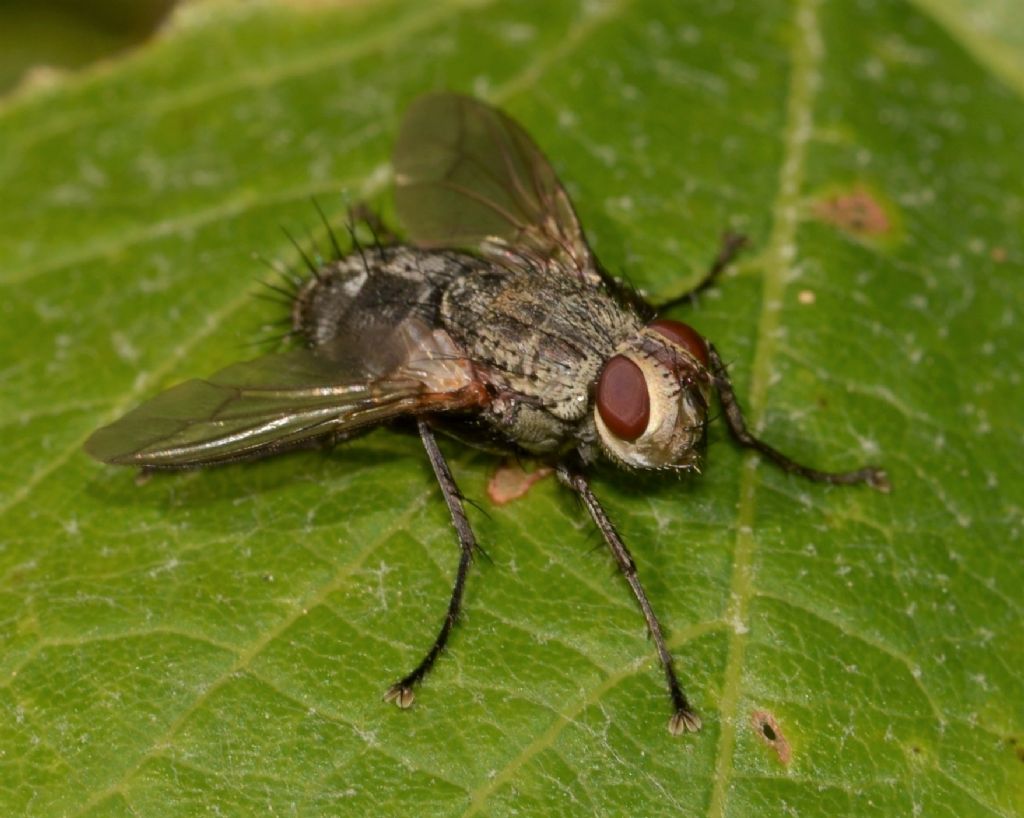 Tachinidae: Microphthalma europaea